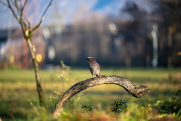 ucelli in volo
