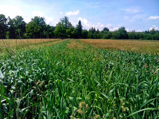 A field of young wheat growing in early summer