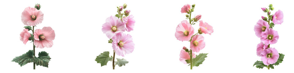 Fototapeta premium Hollyhock isolated on transparent background, Set of