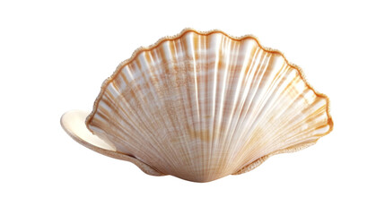 Seashell with pearl transparent background