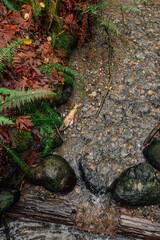 dead salmon with guts in stream during autumn in forest