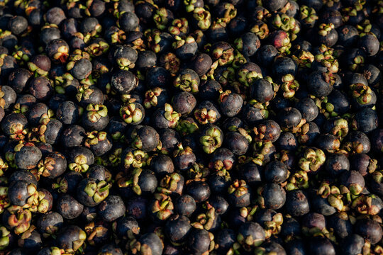 Mangosteen Fruit  