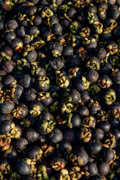 Mangosteen Fruit  