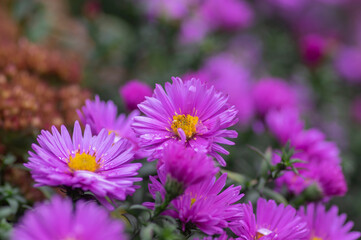 Obraz premium Symphyotrichum novi-belgii Almira blue flowering plant, beautiful summer autumn rich petal flowers in bloom
