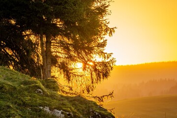 Landscape of mountain and pine tree at sunset.