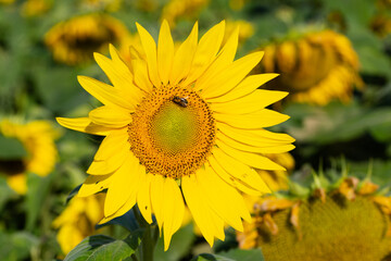 Nahaufnahme eines aufgeblühten Blütenkorbes einer Sonnenblume in einem Sonnenblumenfeld.