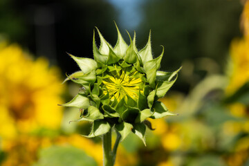Nahaufnahme eines knospigen Blütenkorbes einer Sonnenblume.