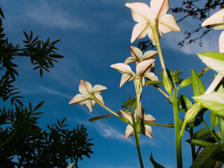 White flowers under a clear blue sky in a tranquil garden setting.