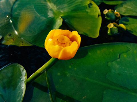 Yellow water lily blooming surrounded by green lily pads in sunlight.