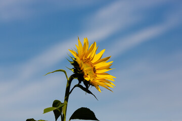 Nahaufnahme eines aufgeblühten Blütenkorbes einer Sonnenblume vor blauem Himmel.