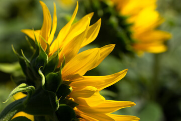 Nahaufnahme der Blüte einer Sonnenblumen, die im Hintergrund sich wiederholt.