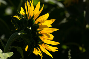 Nahaufnahme einer Sonnenblume , deren Blütenblätter von der Sonne druchleuxhtend werden.