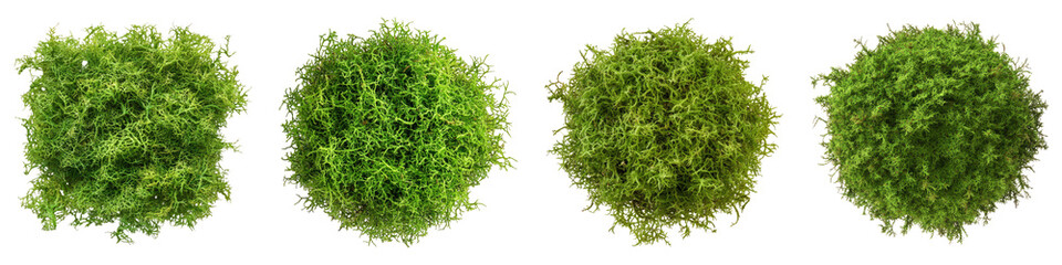 Irish moss isolated on transparent background, Set of