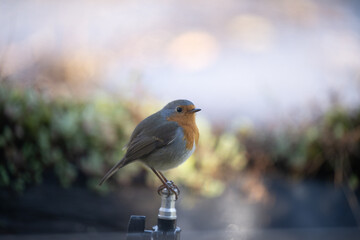 ucelli in volo