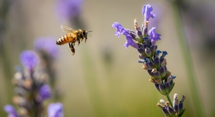 Honeybee hovering purple lavender flowers in bloom