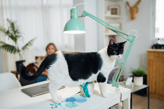 Cat walking on desk ruining geometric art project under lamp