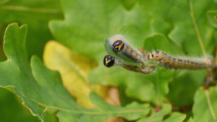 Caterpillars eat oak leaf in autumn in forest