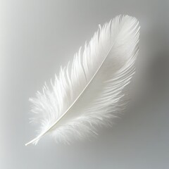 White feather on white background