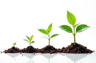 young green plant, 
plant growth stages