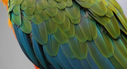 Fototapeta premium Vivid green blue macaw feathers close-up