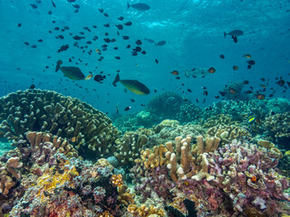 Sipadan reef