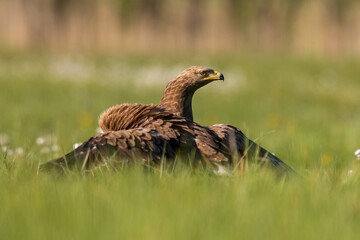 Birds of prey - lesser spotted eagle in flight (Aquila pomarina)