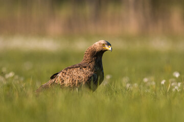 Birds of prey - lesser spotted eagle in flight (Aquila pomarina)