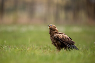 Birds of prey - lesser spotted eagle in flight (Aquila pomarina)