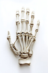 Detailed Anatomical Illustration of Human Hand Bones and Joints on White Background
