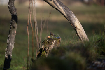 ucelli in volo