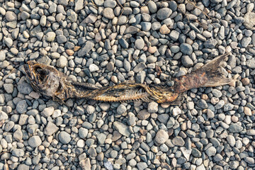 close up of dead salmon skeleton on rocky beach