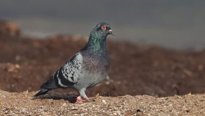 Gray colored pigeon, birds of Montenegro	