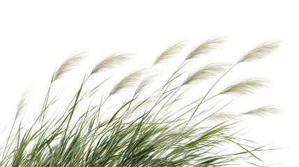 Green grass in the wind transparent background