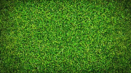 Fototapeta premium A close up of a green grass field