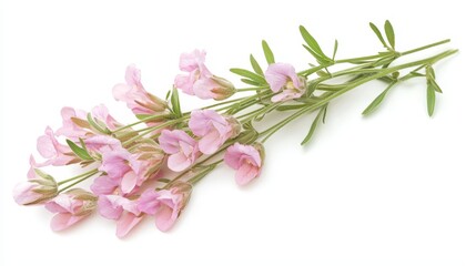 Naklejka premium A bunch of pink flowers on a white background