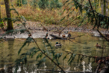 ducks cleaning themselves in pond, stream with dead salmon