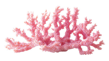 Coral transparent background