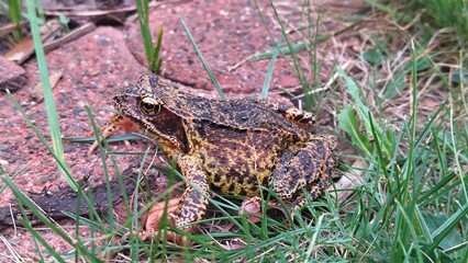 Grasfrosch 