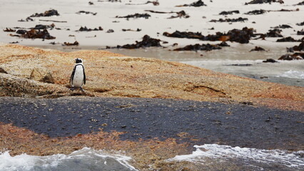 Lonely penguin going out water. Wild African Penguins close to camera in Boulders Beach, Cape Town, South Africa. Cape Peninsula with specific fauna and flora. Huge colony of african penguins at beach