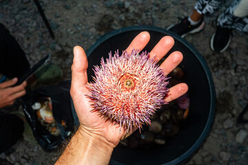 Authentic Sea Urchin in Hand