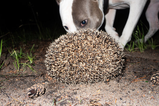 Prickly Hedgehog Forest Animal With Pet