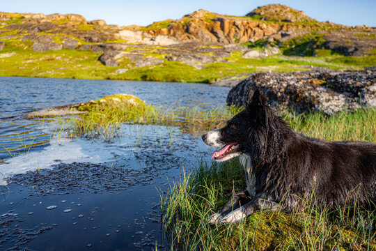 Black Mised Breed Dog In Wild Mountainous Place