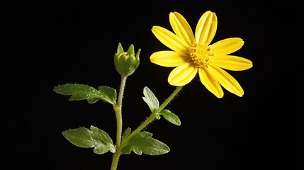A single yellow flower with green leaves on a black background