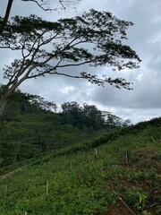 forest in the mountains, tea street sri lanka