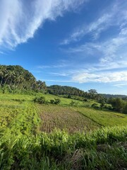 field and blue sky