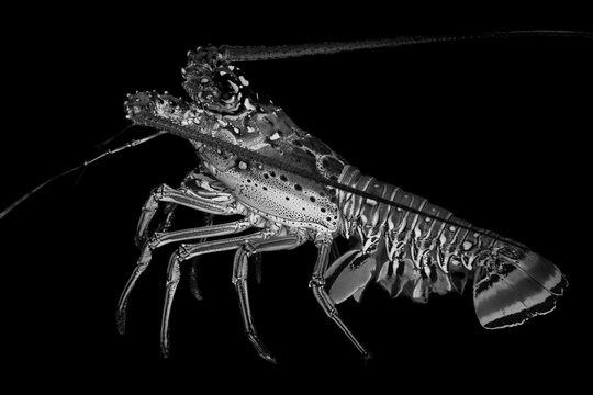 Intricate details of a black and white lobster on black
