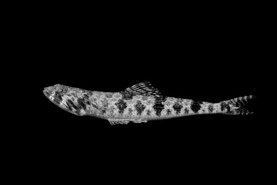 Monochrome Portrait of a Fish on a Black Background