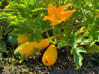 Ripe zucchini  in vegetable garden