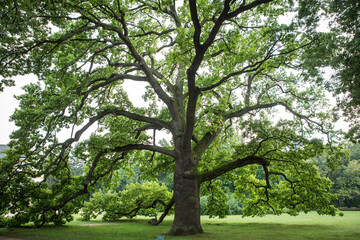 Giant oak tree in a castle park 