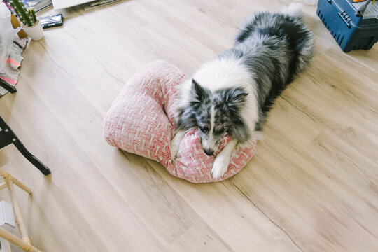 Dog with a pillow in new home